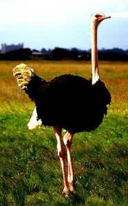 شتر مرغ - جوجه شتر مرغ - بیماری شتر مرغ - استان های پررش دهنده شتر مرغ - گوشت شتر مرغ - سن شتر مرغ - چگونه شتر مرغ پرورش دهیم - مزرعه پرورش شتر مرغ - جوج شتر مرغ - تخم شتر مرغ - قیمت شتر مرغ - مادر شتر مرغ - جوجه کشی شتر مرغ - شانه شتر مرغ - سبد هچ شتر مرغ - قیمت گوشت شتر مرغ - قیمت شتر مرغ - قیمت جوجه شتر مرغ - نحوه درامدن جوجه از تخم