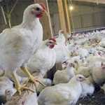 علل کاهش و قطع تخم گذاری در مرغ