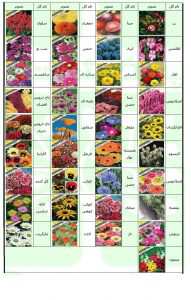 بذر گل بذر گلهای زینتی- آهار - شیپوری - شب بو - بذر گل آهار - کوکب - شاه پسند - رعنا - جعفری - ابری - شقایق - ستاره - اطلسی - تاج خروسی - آشلانتوس - آمارانتوس - ناز آفتابی - گازاینا - نیلوفر ، بذر گل عمده ، فروش عمده بذر گل ، فروشگاه بذر ، فروش عمده بذر کاکتوس ، خرید عمده گل ،کاشت بذر گل ،انواع بذر ، فروش بذر گل در مشهد ، شهرداری ارومیه ، انواع پیاز گل ، فروش بذر گل ، فروش بذر گل رز ، فروش بذر گل خارجی ، فروش اینترنتی گل و گیاه ، فروش بذر گل در اصفهان ، فروش بذر تهران ، بذر گل حسن یوسف ، خرید عمده بذر گل و گیاه ، خرید عمده بذر گل فصلی ، فروش عمده بذر - فروشگاه اینترنتی گل و گیاه ،فروش بذر گل ها و میوه های خاص ، 09199762163 - 09120578916 ارسال به سراسر کشور