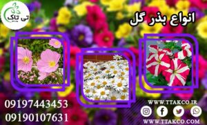 بذر گل مینا-بذر چمن-بذر شبدر زینتی -بذر گل اطلسی-بذر گل عمده